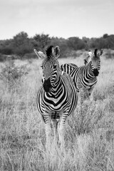 Wall Mural - zebra in the wild black and white