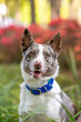 Beautiful cattle dog and border collie mix at a park on a sunny morning wearing a blue bandana. 