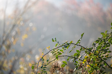 Plants in the light of the morning sun