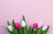 Tulips pink and white on a pink background, wall