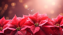 Minimalistic Background With Poinsettia Flowers, Top View With Empty Copy Space