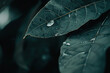 Water droplets on dark green leaf veins close-up