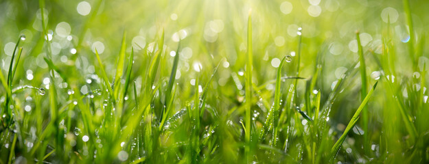 Wall Mural - fresh green grass with dew drops close up.