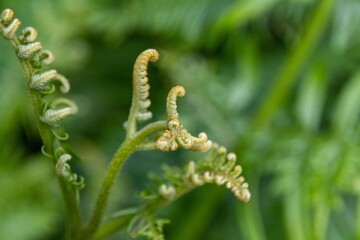 Canvas Print - close up of fern leaf