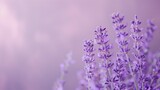 Fototapeta Lawenda - Delicate purple lavender flowers against a soft lilac background with subtle bokeh effect.