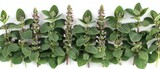 Fototapeta  -   A close-up of various plants with green foliage and vibrant purple blooms adorning both ends of their stems