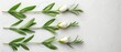  A group of white tulips with green leaves on a white background with a splash of paint on the wall