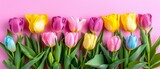 Fototapeta Tulipany -   A multicolored tulip arrangement with green foliage and a pink backdrop, featuring a pink wall