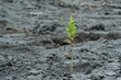 a single, green sapling in a sea of ashcovered ground
