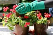 individual wearing gloves potting geraniums on a patio