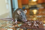 Fototapeta Desenie - rat nibbling on a piece of chocolate on countertop