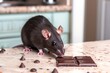 rat nibbling on a piece of chocolate on countertop