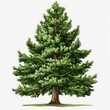 Pine Tree Vector Illustration (Highly Detailed 8K Full Resolution)