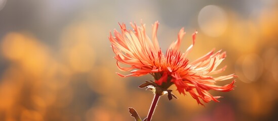 Wall Mural - A macro shot of a red blossom with a soft focus background. The vibrant petal of this annual plant stands out against the blurry surroundings, creating a beautiful contrast