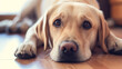 © Nataliia_Trushchenko - A dog is laying on the floor with its head down. The dog's eyes are closed, and it is resting