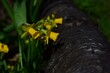 Narzisse im Frühling mit altem Baumstamm in der Frühlingessonne in edlen, dunklen Farben