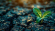 Concept for recovery and challenge in life or business. Fresh green plant grows from soil.