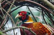 golden pheasant framed by a natural arch of branches