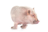 Fototapeta Koty - miniature pig in studio