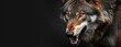 Angry grinning wolf head Canis lupus on black background Growling muzzle of a wolf