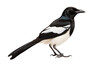 Magpie Isolation on transparent background