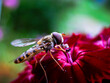 A macro shot of a hoverfly on a red flower with a blurred background.