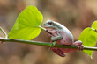 Australian green tree frog perched on a leaf tendrils