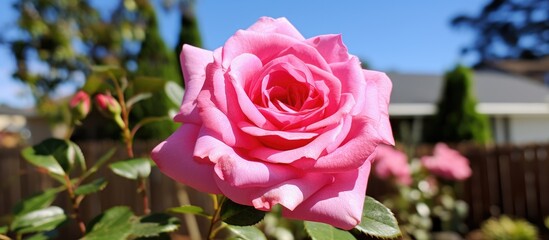 Wall Mural - A close up of a beautiful pink hybrid tea rose in a garden with green grass and the blue sky in the background, perfect for flower arranging