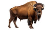 Striking Bison Image on transparent background