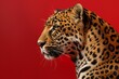 Close-up profile of a leopard with detailed fur patterns against a red background