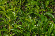 Close-up tea leaves on bushes of a tea plantation