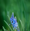 Blue Argus butterfly (Polyommatus icarus) on muscari flower close up, abstract nature background. spring blossom nature background. Gentle dreaming fantasy artistic nature image. template for design