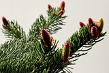Fototapeta Storczyk - blossoming spruce tree with small,red cones