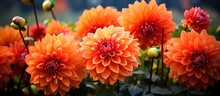 A Group Of Orange Dahlias, Herbaceous Flowering Plants In The Daisy Family, Is Blooming In The Garden, Showcasing Their Vibrant Petals In A Closeup View