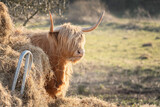 Fototapeta  - Scottish Highland Cow on the Isle of Skye, Scotland