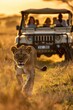 Lioness walks past truck on dirt track. AI generated illustration