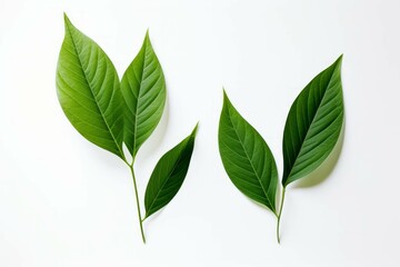 two green foliage leaves are sitting on a white background