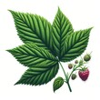 Rubus idaeus (Raspberry Leaf)