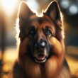 Portrait of an obedient German shepherd dog
