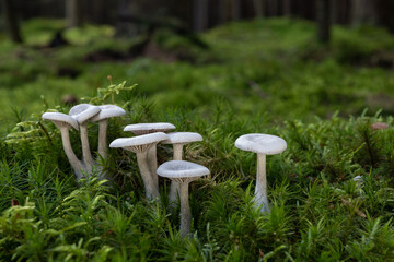 Wall Mural - White Clitocybe sp. mushrooms in a beautiful mossy old forest.