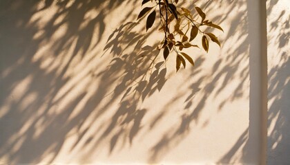 Wall Mural - abstract shadow branch of tree with leaves on white wall background