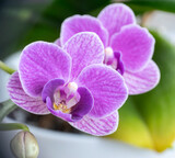 Fototapeta Sawanna - Beautiful purple orchid flower in pot. Close-up.