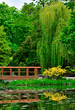 ogród japoński kwitnące różaneczniki i azalie, ogród japoński nad wodą, japanese garden blooming rhododendrons and azaleas, Rhododendron, drewniany most	