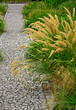 kwitnące trawy ozdobne obok chodnika z kostki
