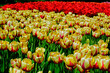 Tulipany, wiosna, spring, Tulipa, pole tulipanów, krajobraz z polem kolorowych tulipanów field of colorful tulips in garden