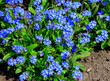kwitnące, niebieskie niezapominajki, Myosotis	