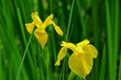 Kosaciec żółty na zielonym tle, irys, Iris pseudacorus
