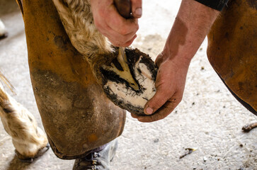 blacksmith, horseshoes a horse, a traditional job passed down from master to apprentice