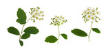 Fototapeta Panele - Set of spiraea chamaedryfolia small flowers and leaves isolated on white or transparent background