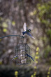 Birds eating suet balls in a Sussex garden, with a great tit with spread wings in the sunshine
